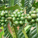 Illustration for article titled More Damning Evidence That Dr. Oz's Green Coffee Bean Diet Is A Scam